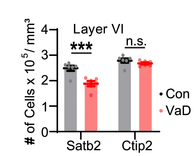 Open access visualization of Bar Plot, Error Bars, Clustered, Quantification, Satb2