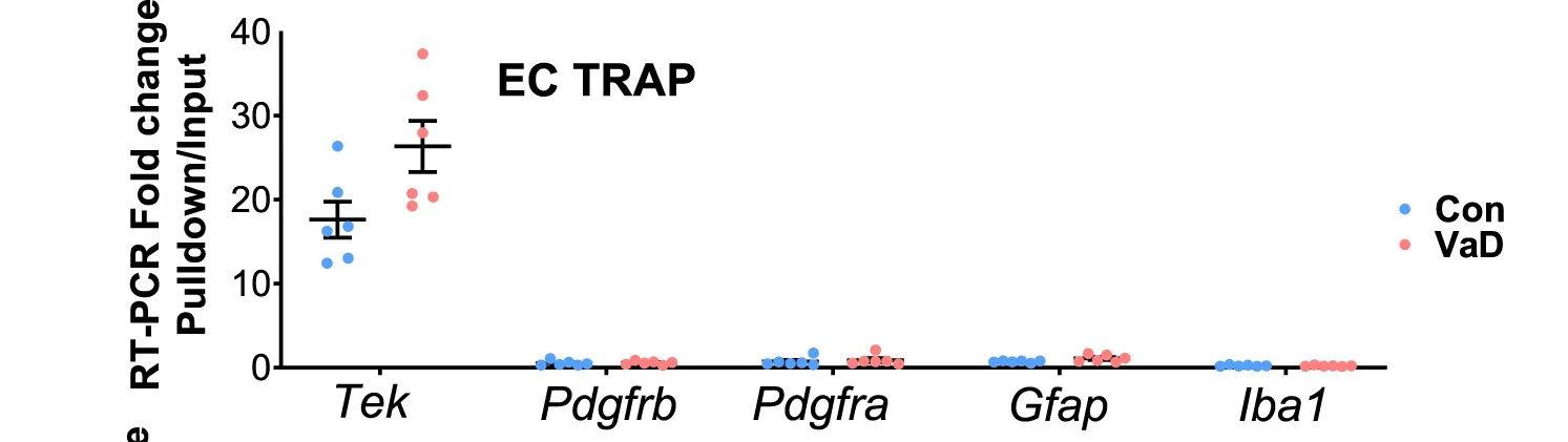 Open access visualization of Scatter Plot, Error Bars, Real-Time PCR, Endothelial Cells, Tek