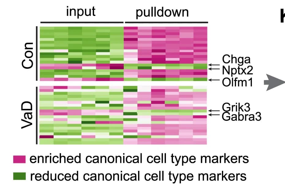 Open access visualization of Heatmap, Oligodendrocyte Precursor Cells, TRAP, Cell-Type Marker Genes
