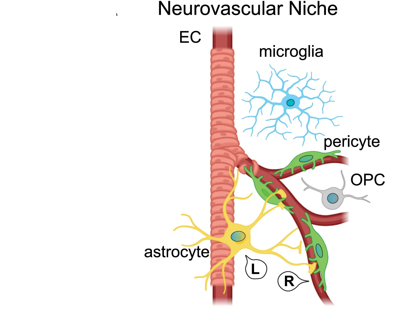 Open access visualization of Illustration, Cell-Cell Interaction, L-R Pairs, Neurovascular Niche