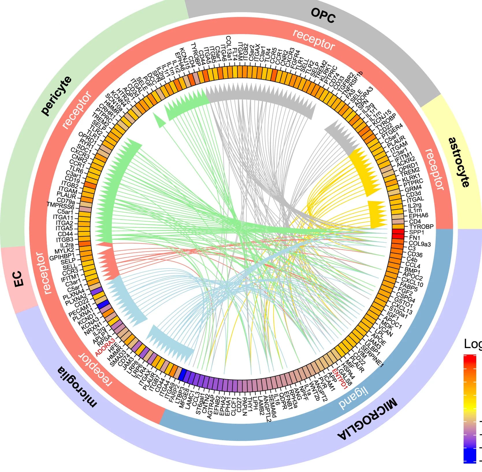 Open access visualization of Network, Chord, Heatmap, Circos Plot, VaD Intercellular Interactome