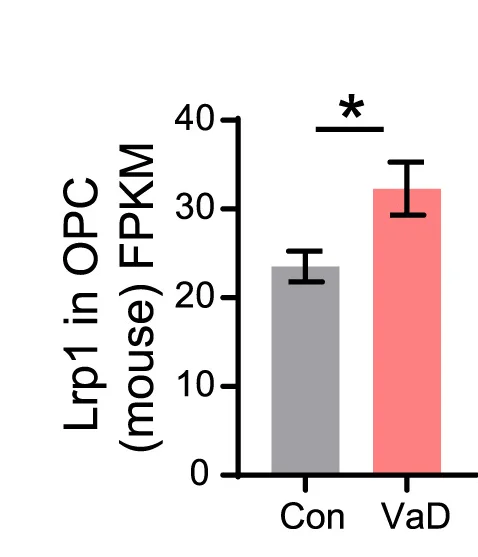 Open access visualization of Bar Plot, Error Bars, Lrp1 Expression, FPKM, OPC