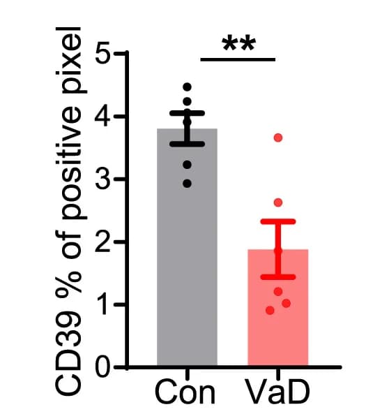 Open access visualization of Bar Plot, Error Bars, Quantification, CD39, Immunoreactivity