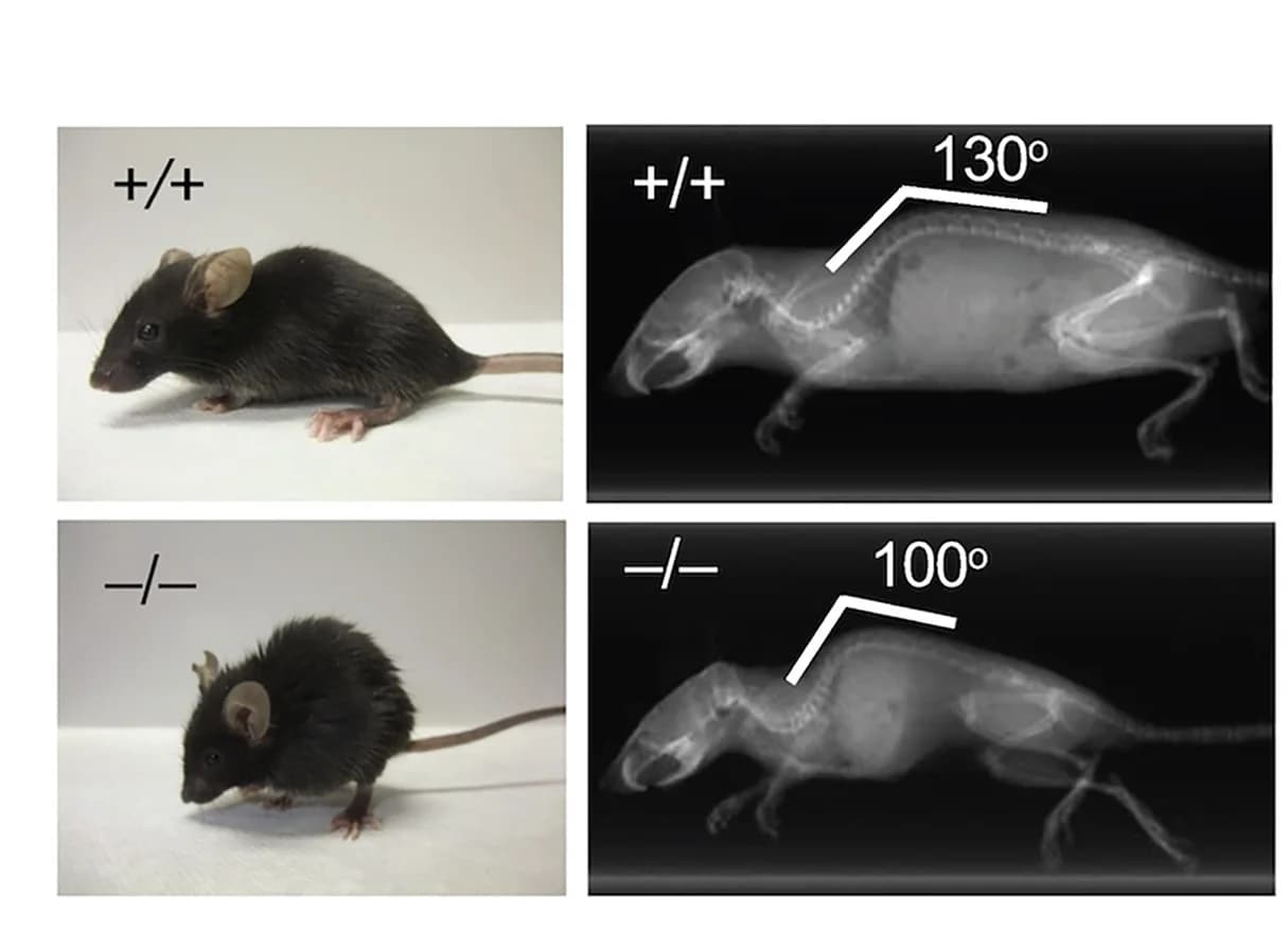 Open access visualization of Photo, Photography, MicroCT, Mice