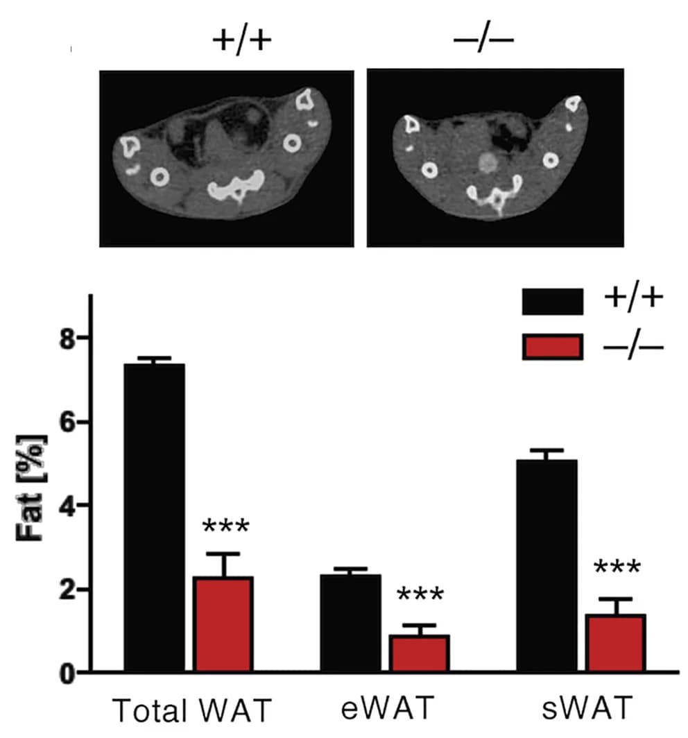 Open access visualization of Bar Plot, Error Bars, Photo, MicroCT, Fat volumes