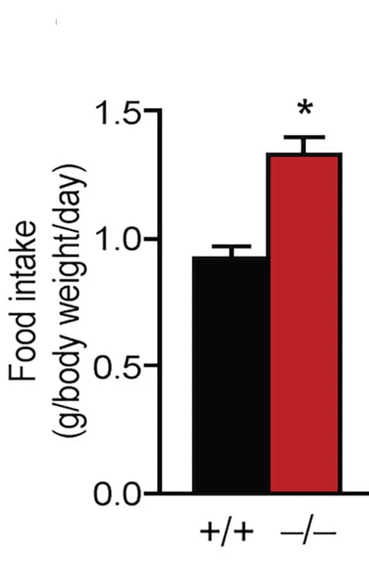 Open access visualization of Bar Plot, Error Bars, Food intake, Mice