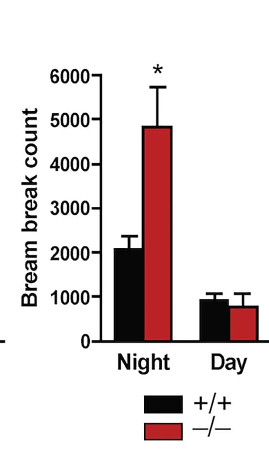 Open access visualization of Bar Plot, Error Bars, Clustered, Locomotion, Mice