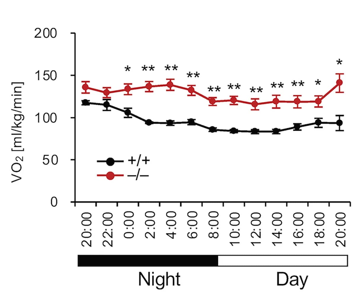 Open access visualization of Line Plot, Error Bars, Oxygen consumption, Mice
