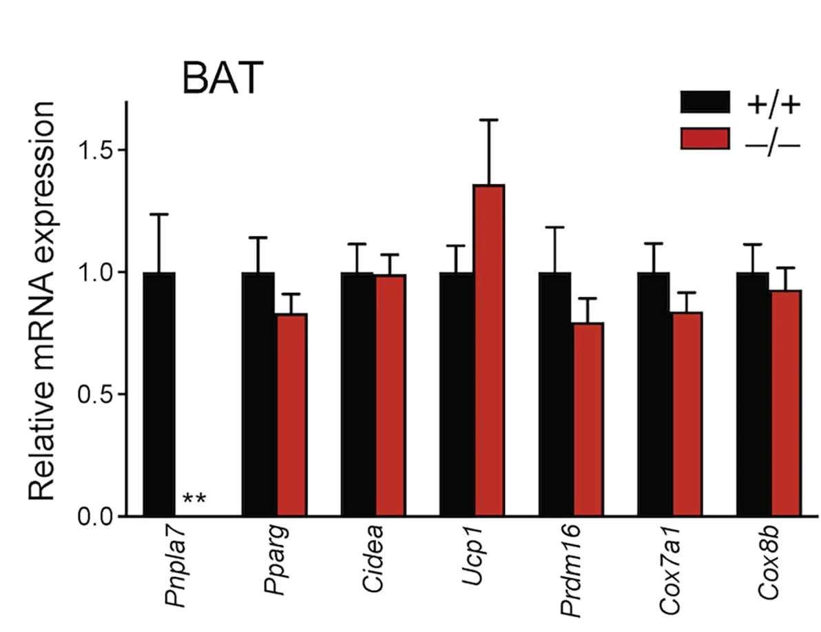 Open access visualization of Bar Plot, Error Bars, Clustered, Gene Expression, Pnpla7+/+ Mice