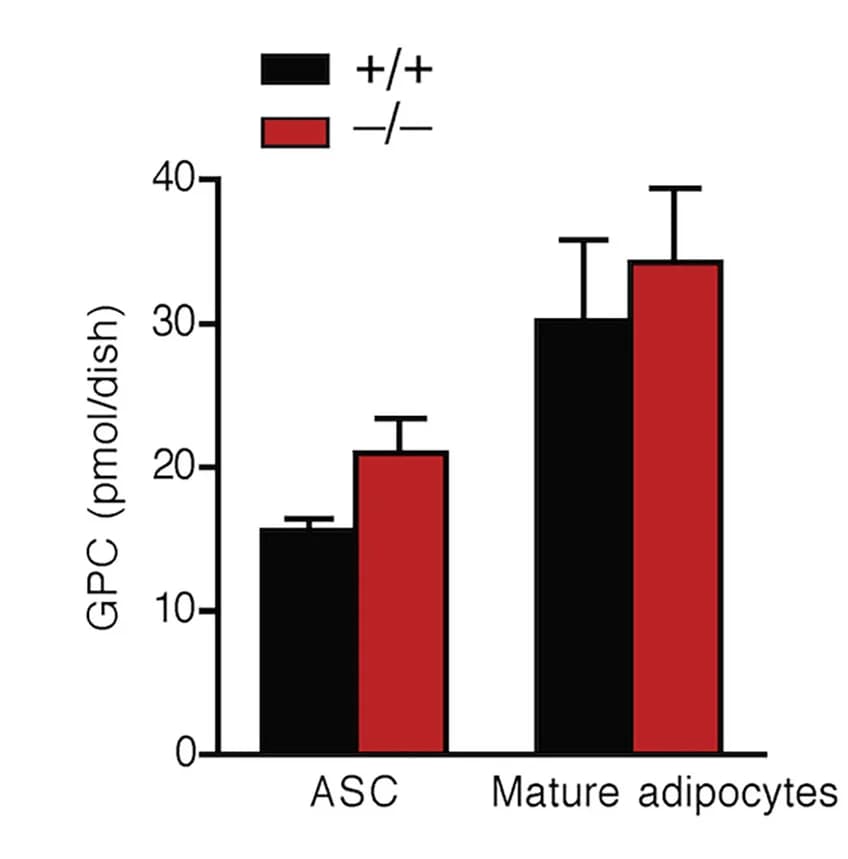 Open access visualization of Bar Plot, Error Bars, Clustered, GPC Content, Pnpla7+/+ Adipocytes