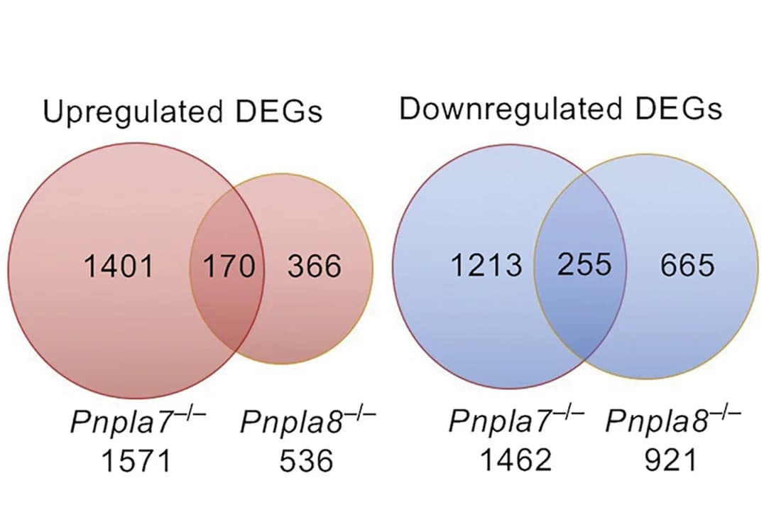 Open access visualization of Venn Diagram, DEGs, Livers