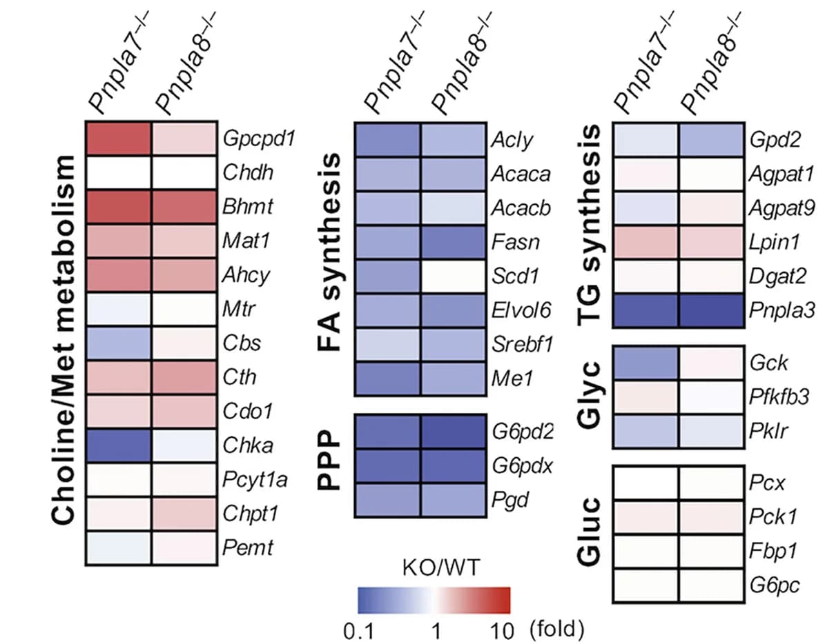 Open access visualization of Heatmap, Gene Expression, Livers, Pentose Phosphate Pathway, Glycolysis