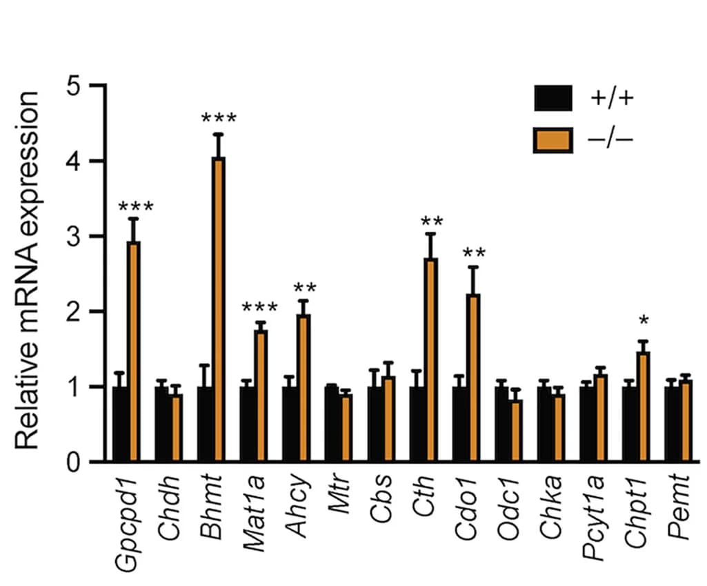 Open access visualization of Bar Plot, Error Bars, Clustered, qPCR Analysis, Gene