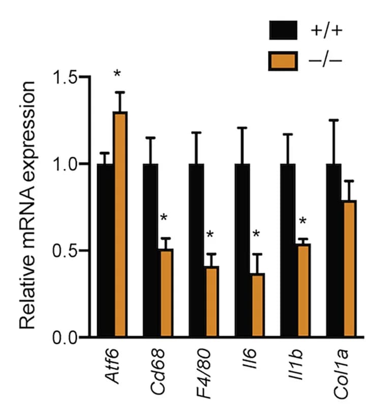 Open access visualization of Bar Plot, Error Bars, Clustered, qPCR Analysis, Gene