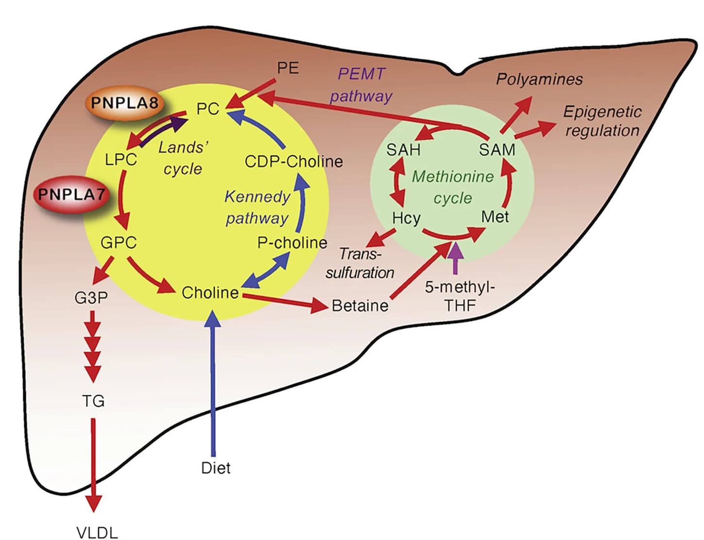 Open access visualization of Workflow, Illustration, Schematic, Hepatic PC-Catabolic Pathway, PC