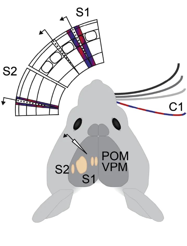 Open access visualization of Illustration, Electrophysiology, Cortical Layers, Somatosensory Cortex, Thalamus