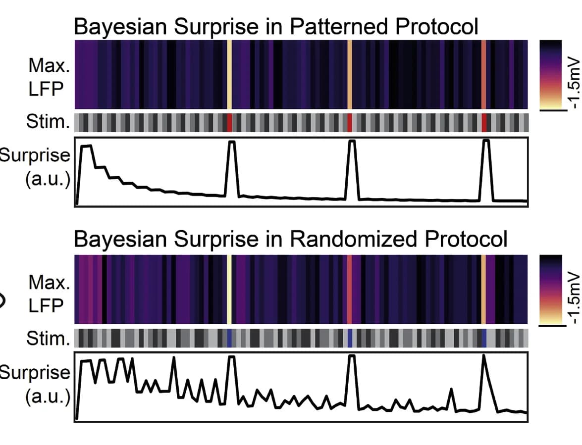 Open access visualization of Line Plot, Heatmap, Bayesian Surprise, Stimulus Transition, LFP Response