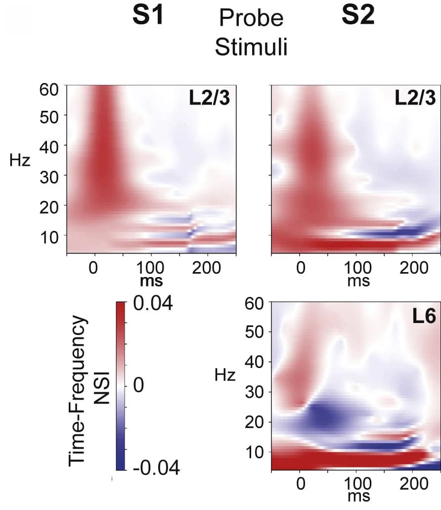 Open access visualization of Heatmap, Spectrogram, Morlet Wavelet Plots, NSI, Time-Frequency Combinations
