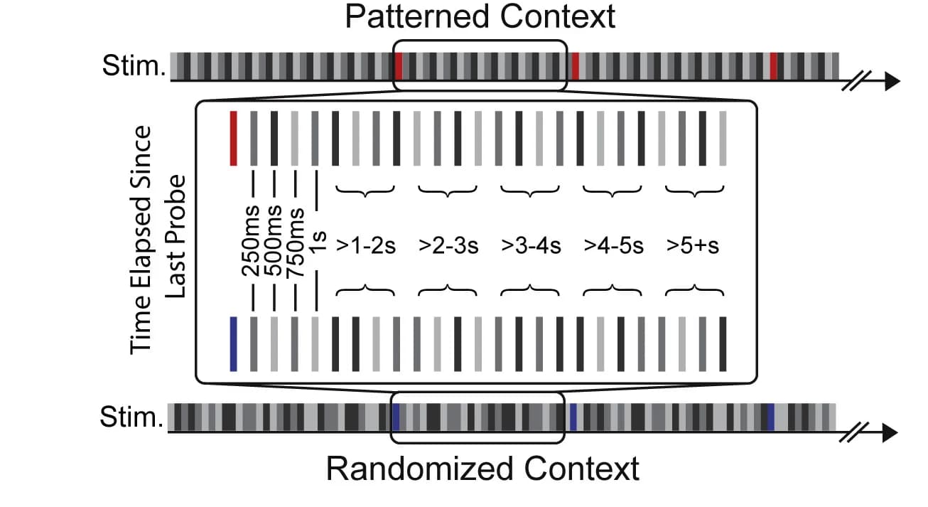 Open access visualization of Workflow, Context Stimuli, Patterned Protocols, Randomized Protocols, Probe Stimulus