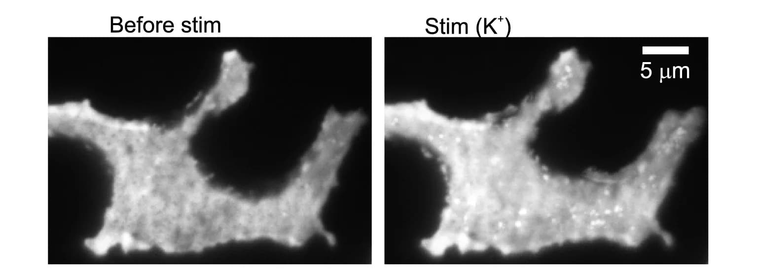 Open access visualization of Microscopy, INS1 Cell, PI(4,5)P2 sensor, EGFP-PH-PLC1, Unstimulated Conditions