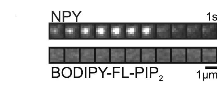 Open access visualization of Microscopy, Exocytosis, NPY-tdmOrange2, BODIPY FL-PI(4,5)P2, Cell