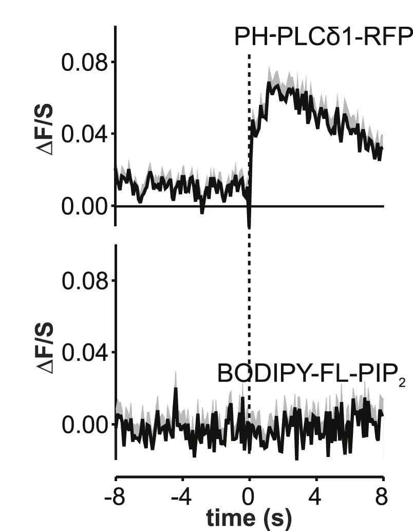 Open access visualization of Line Plot, Error Bars, Time course, RFP-PH-PLC1, BODIPY FL-PI(4,5)P2