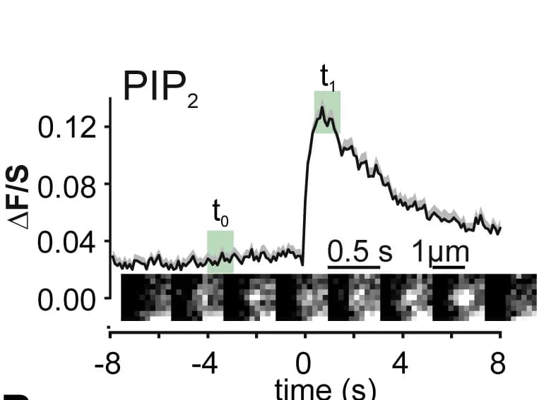 Open access visualization of Line Plot, Error Bars, Microscopy, PH-PLC1-EGFP Transients, FR Exocytosis