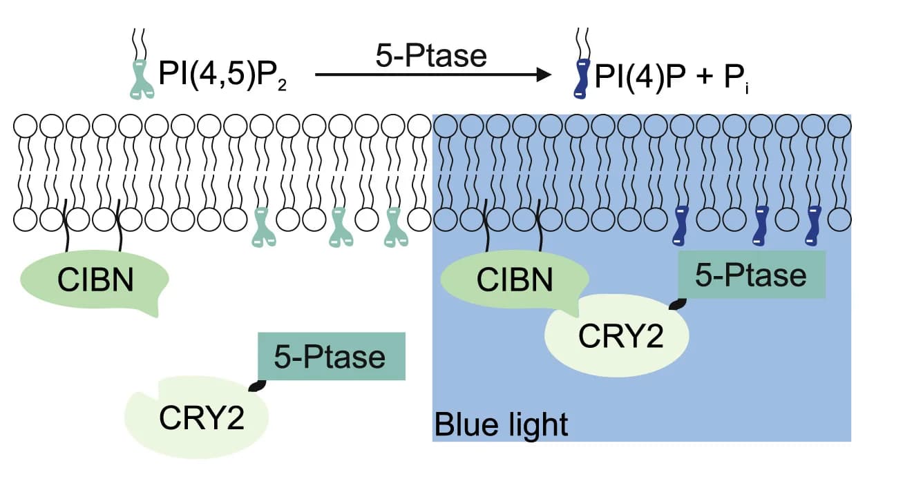 Open access visualization of Workflow, Illustration, Cry2-5-phosphatase, CIBN membrane anchor, PI(4,5)P2 depletion