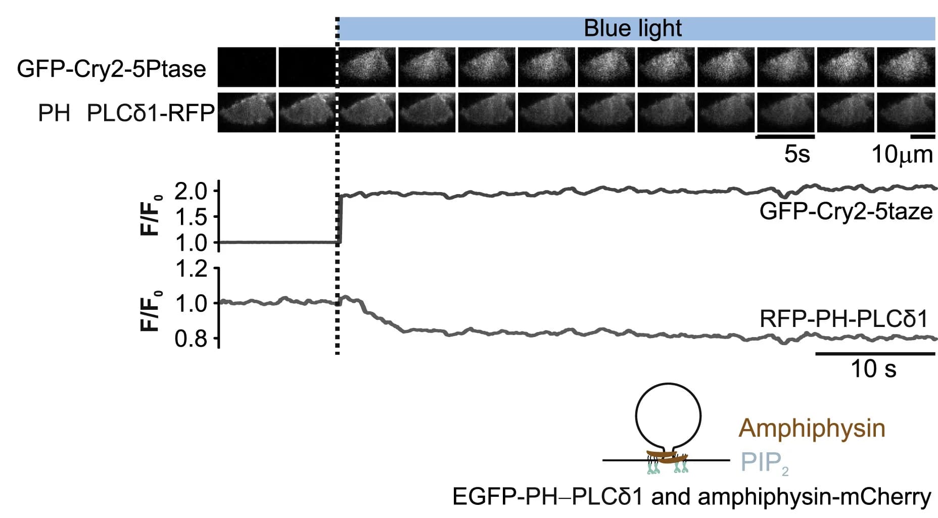 Open access visualization of Line Plot, Microscopy, Illustration, INS1 Cells, GFP-Cry2-5Ptase