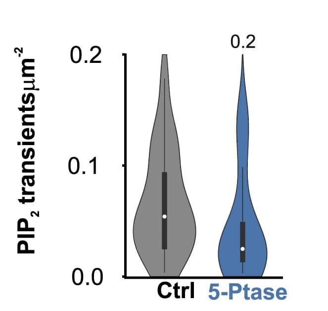 Open access visualization of Violin Plot, EGFP-PH-PLC1, Amphiphysin-mCherry, CAAX, Cry2-5Ptase