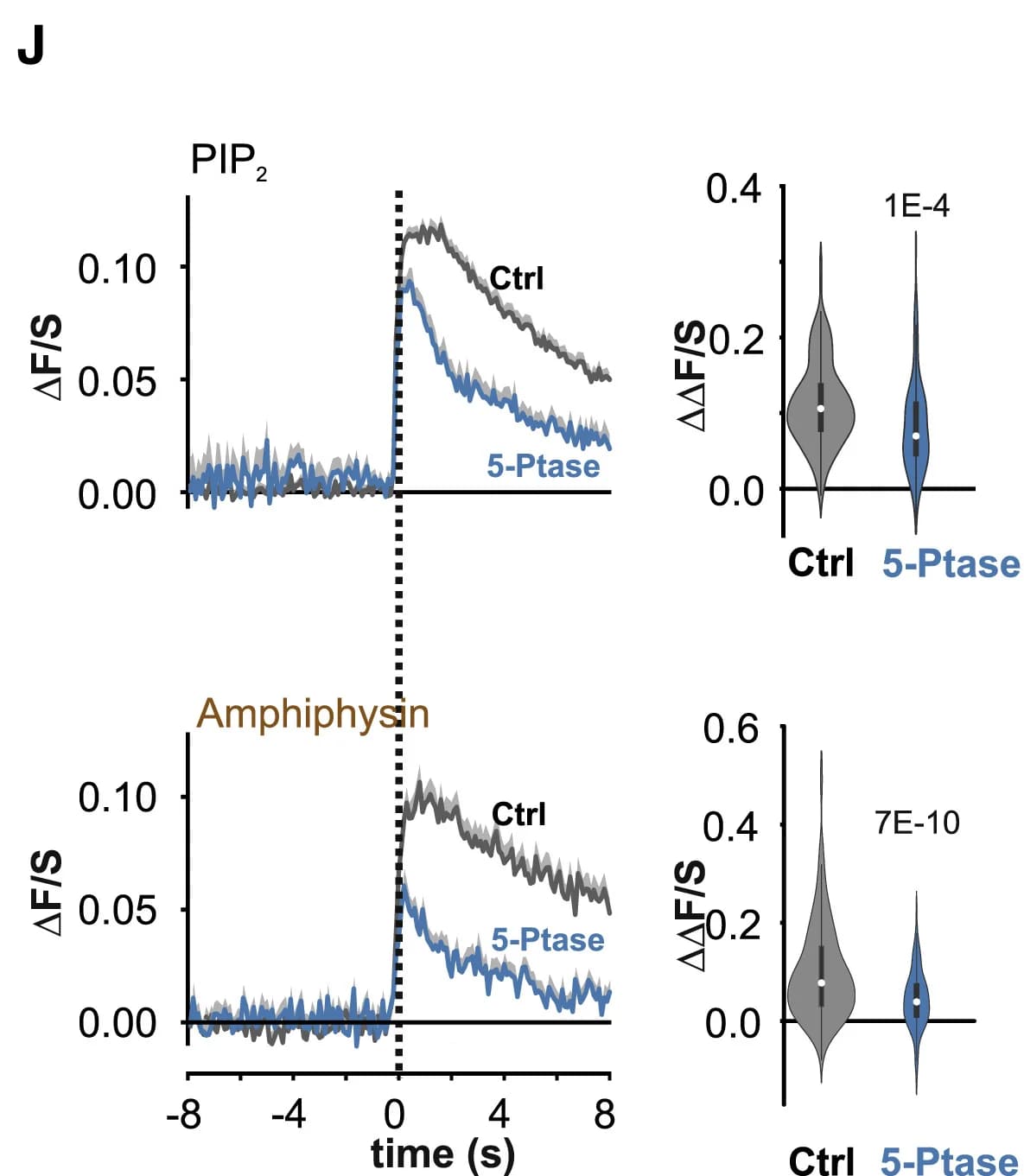 Open access visualization of Line Plot, Violin Plot, Amphiphysin-mCherry, Time Course, Peak Amplitudes
