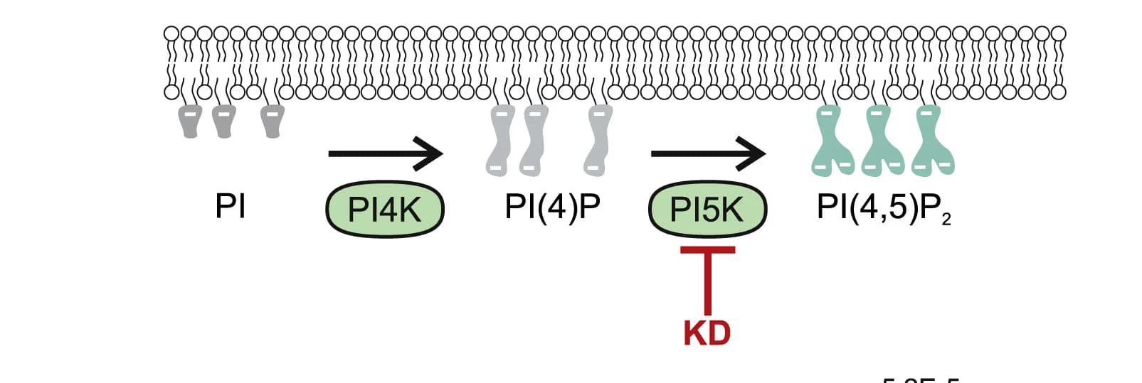 Open access visualization of Workflow, Flowchart, Illustration, Phosphatidylinositol, Synthesis