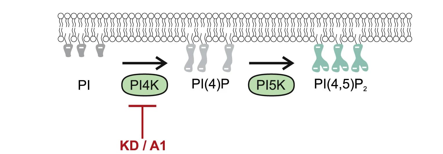 Open access visualization of Workflow, Illustration, Phosphatidylinositol synthesis, Cartoon