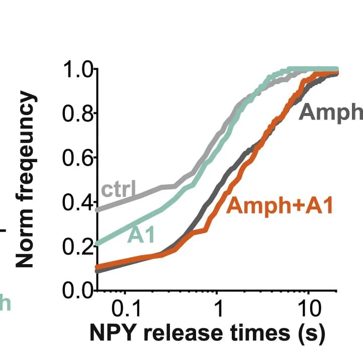 Open access visualization of Line Plot, Line Step, NPY Release Times, Cumulative Frequency Histograms, KS Test