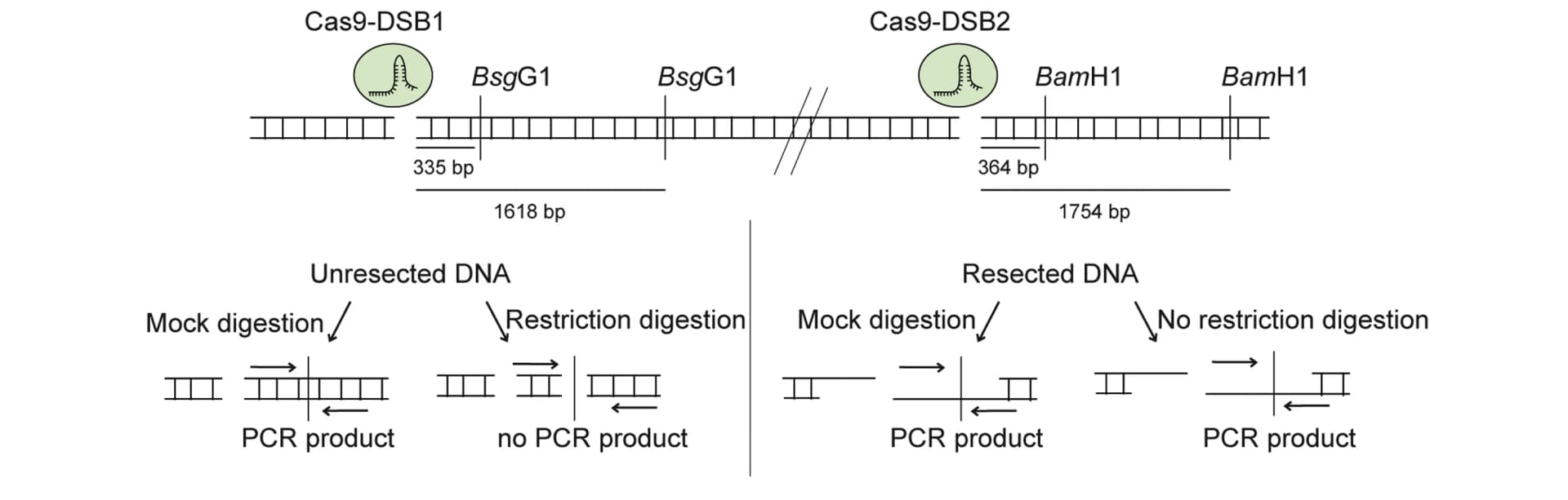 Open access visualization of Workflow, Illustration, DSB1, DSB2, U-2OS-SEC cells