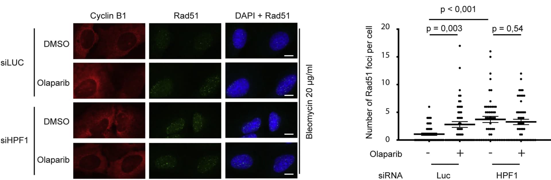 Open access visualization of Scatter Plot, Error Bars, Microscopy, Photo, U-2OS Cells