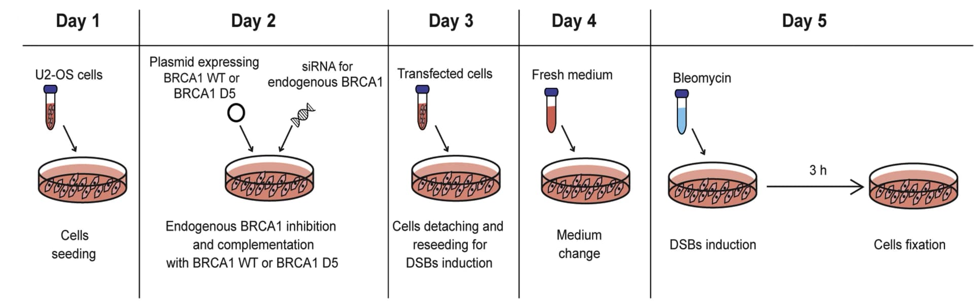 Open access visualization of Workflow, Flowchart, Experimental Pipeline, U-2OS Cells, BRCA1