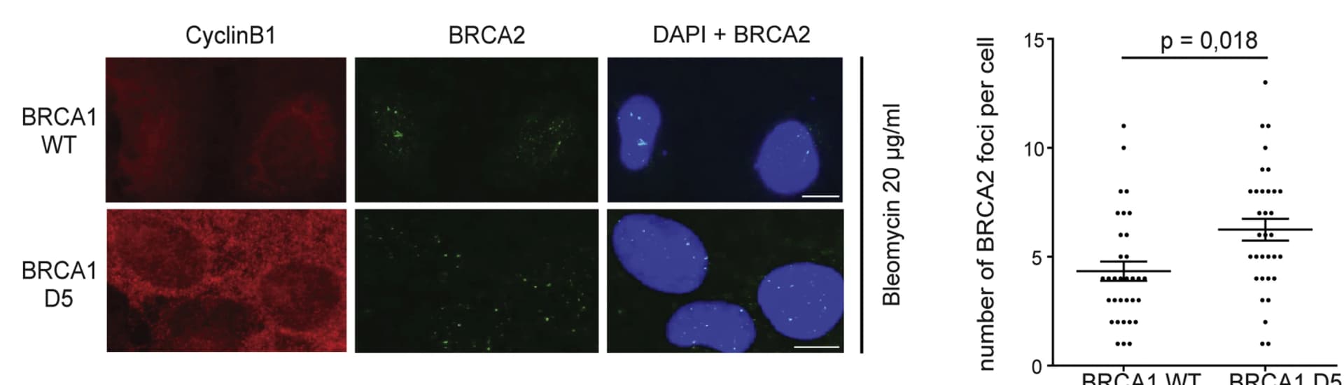 Open access visualization of Microscopy, Scatter Plot, Immunofluorescence Microscopy, BRCA2, Ciclyn-B1