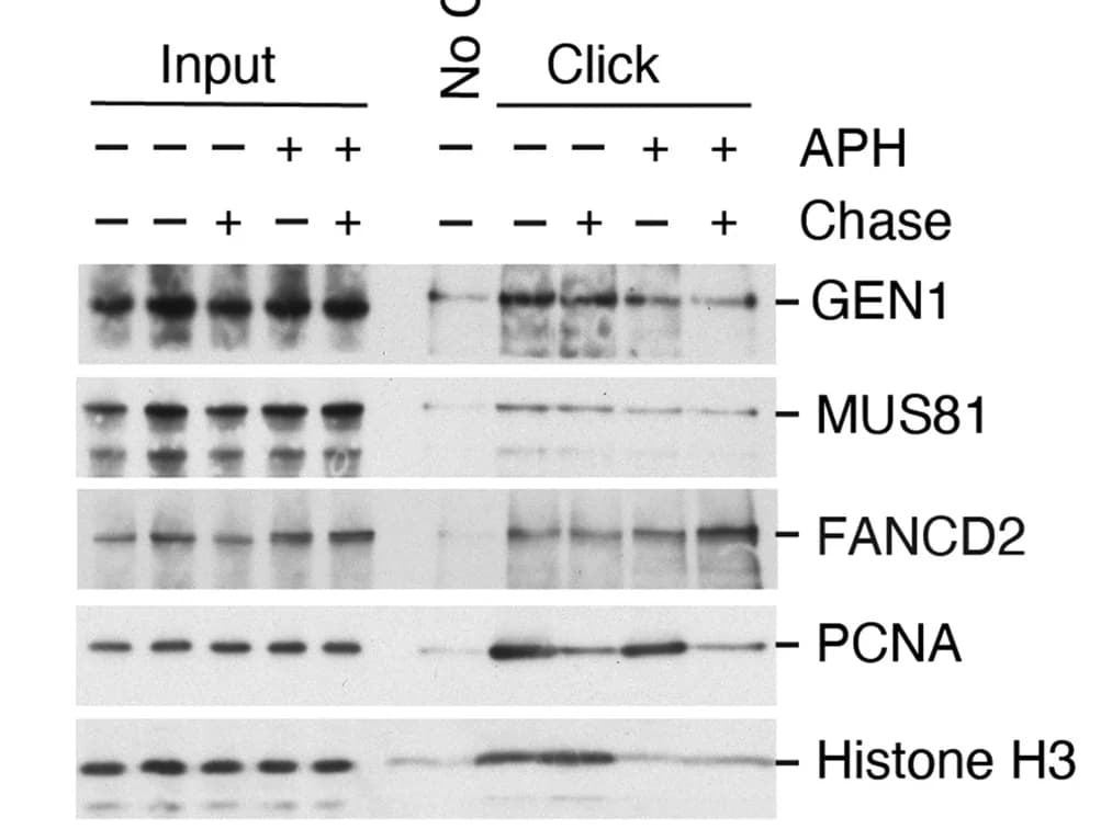Open access visualization of Gel, HEK293 Cells, iPOND Analysis, APH, DMSO