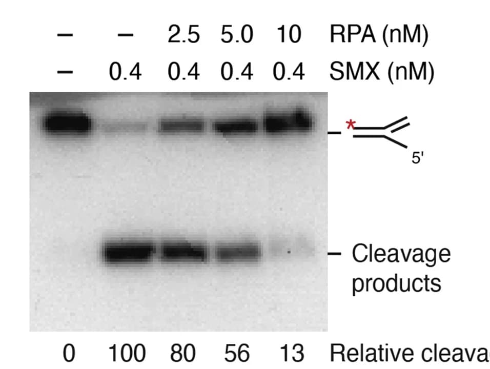 Open access visualization of Gel, 5' Flap DNA, SMX, DNA Cleavage