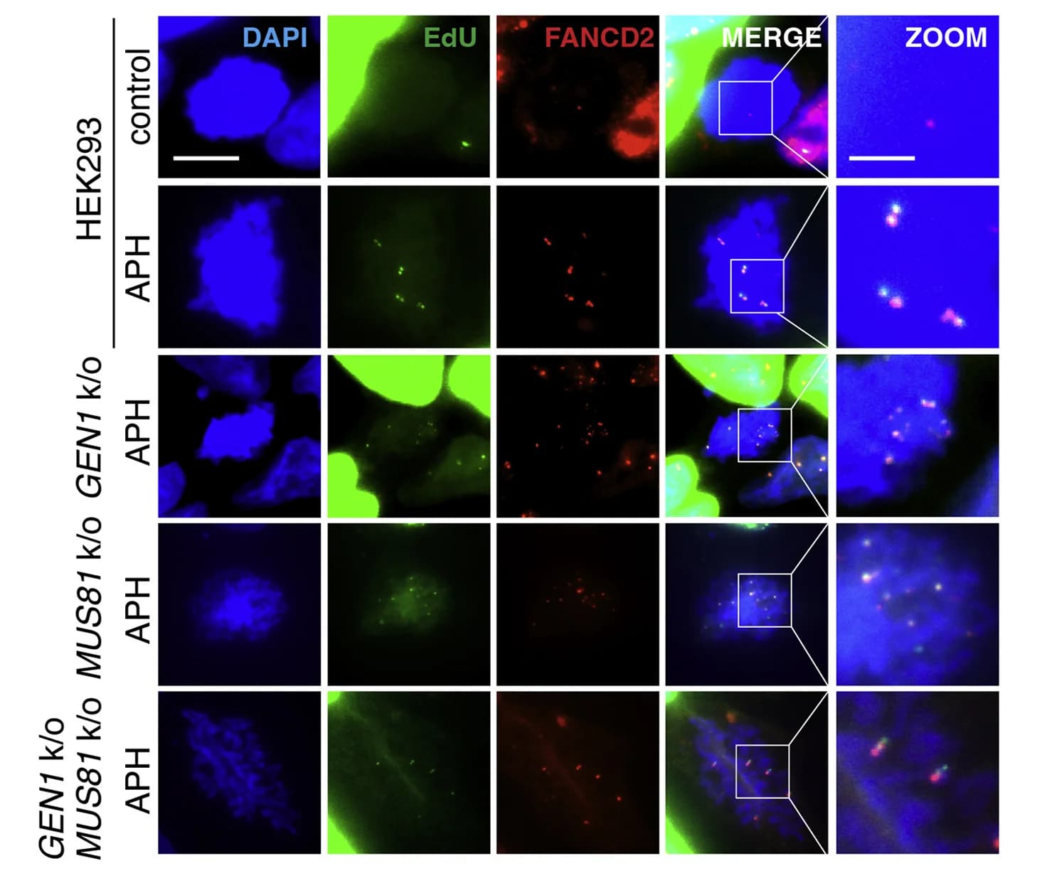Open access visualization of Microscopy, Immunofluorescence Images, HEK293 Cells, GEN1KO Cells, MUS81KO Cells