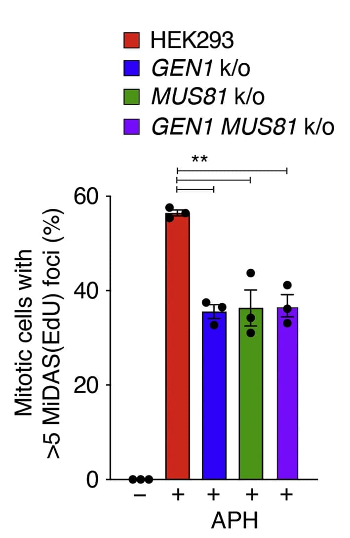 Open access visualization of Bar Plot, Error Bars, Mitotic Cells, EdU, FANCD2