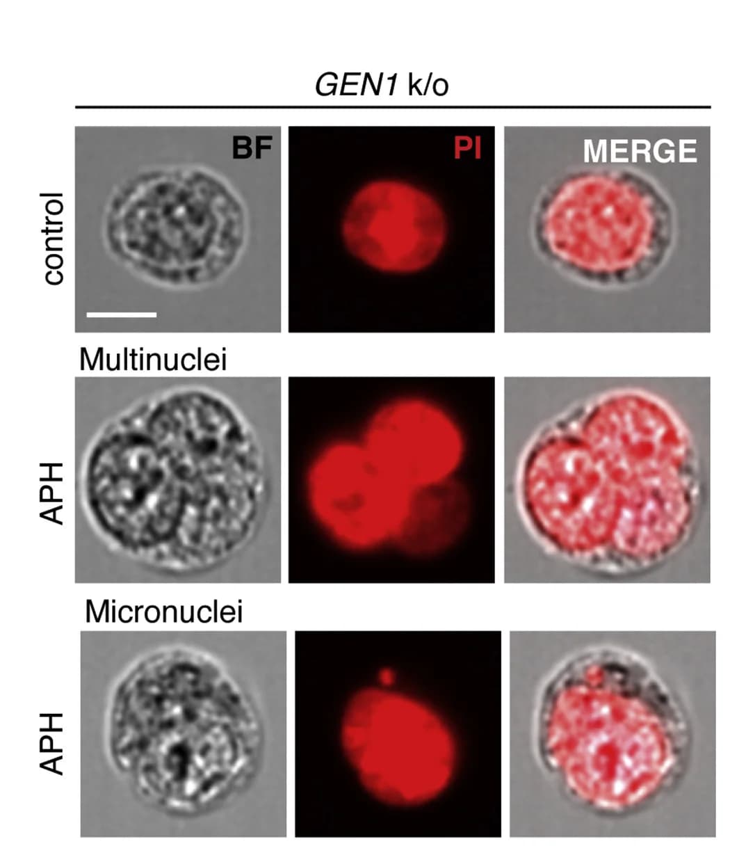 Open access visualization of Microscopy, ImageStream, Multinucleated Cells, Micronucleated Cells, G1 Phase