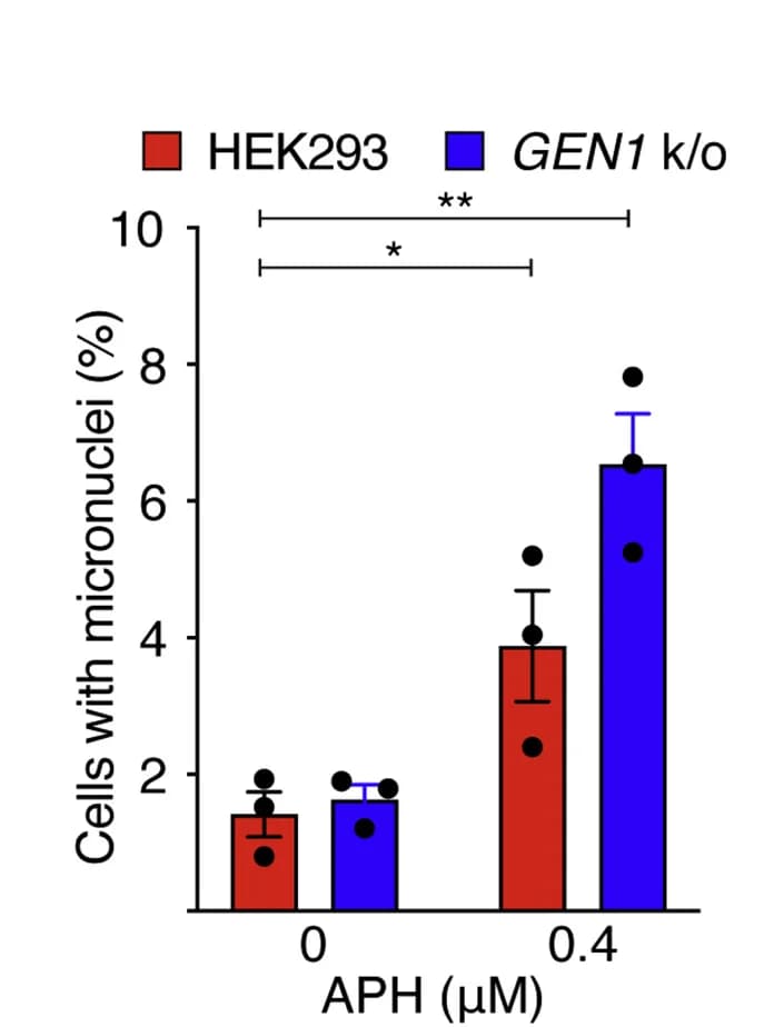 Open access visualization of Bar Plot, Error Bars, Clustered, Micronucleus, HEK293 Cells