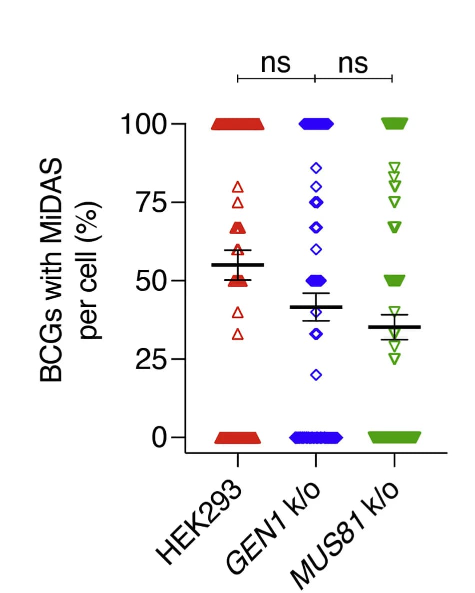 Open access visualization of Scatter Plot, Error Bars, MiDAS, BCGs, HEK293 Cells