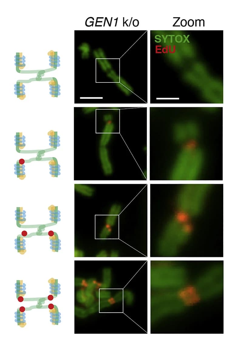Open access visualization of Microscopy, Illustration, GEN1KO Cells, BCGs, MiDAS