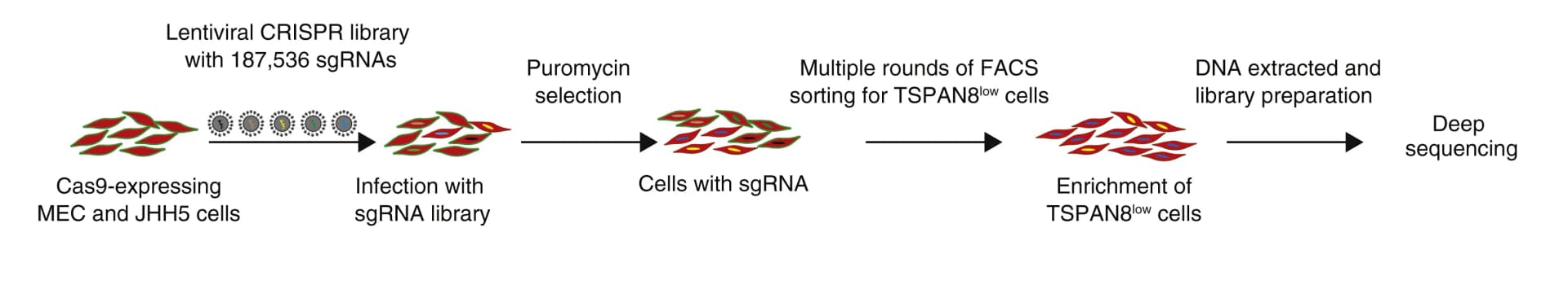 Open access visualization of Workflow, Flowchart, Illustration, CRISPR-Cas9 Screening, sgRNA Library