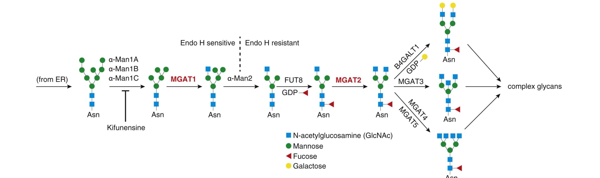 Open access visualization of Workflow, Flowchart, Illustration, N-linked glycosylation, Golgi apparatus