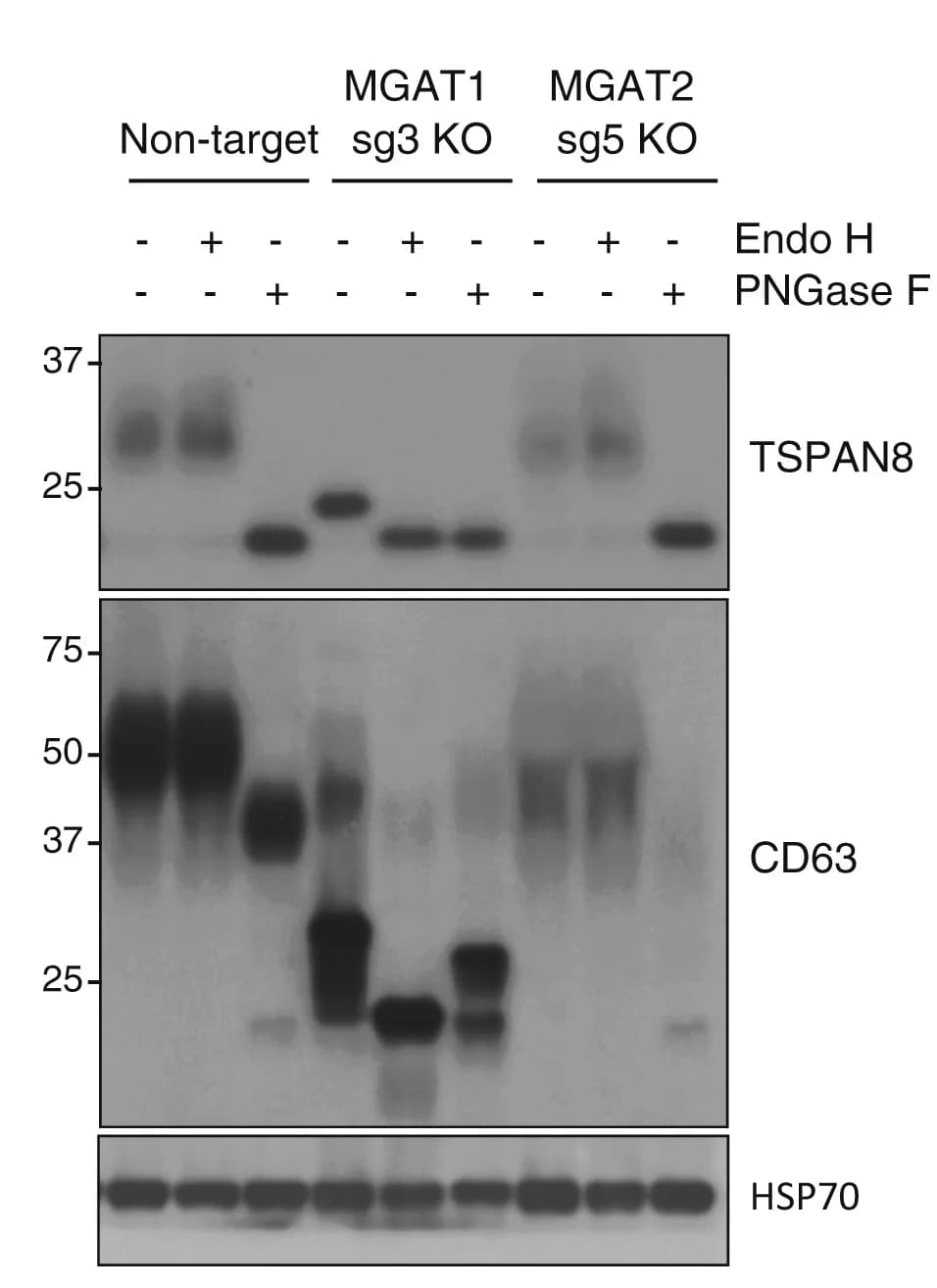Open access visualization of Gel, Western blot, TSPAN8, CD63, MEC Cells