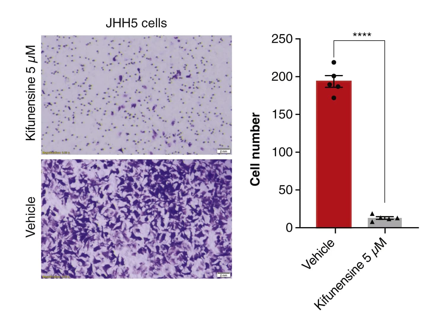 Open access visualization of Bar Plot, Error Bars, Microscopy, JHH5 Cells, Cell invasion